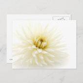 White Dahlia Briefkaart (Voorkant / Achterkant)