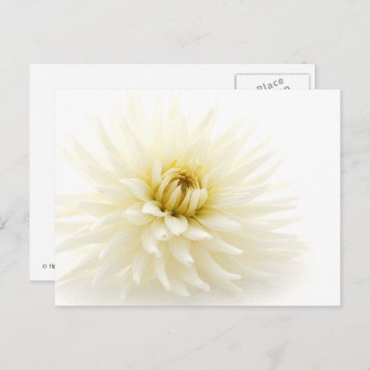 White Dahlia Briefkaart (Voorkant / Achterkant)