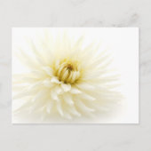 White Dahlia Briefkaart (Voorkant)