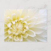 White Dahlia Briefkaart (Voorkant)