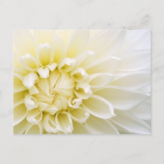 White Dahlia Briefkaart (Voorkant)