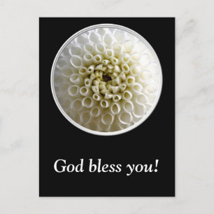 White Dahlia Close-up Briefkaart