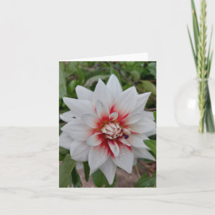 White Dahlia Flower Blank Card Kaart
