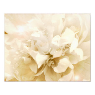  White Dahlia Flower Floral Foto Afdruk