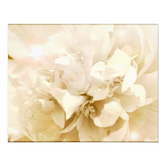 White Dahlia Flower Floral Foto Foto Afdruk (Voorkant)