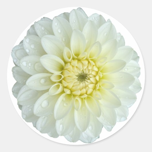 White Dahlia Flower Ronde Sticker (Voorkant)