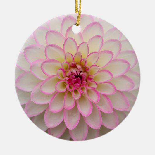 White Dahlia met roze riemventilator Keramisch Ornament (Voorkant)
