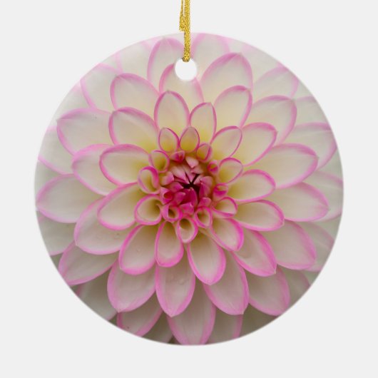 White Dahlia met roze riemventilator Keramisch Ornament (Achterkant)