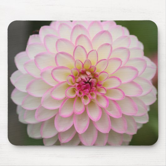 White Dahlia met roze velg Muismat (Voorkant)