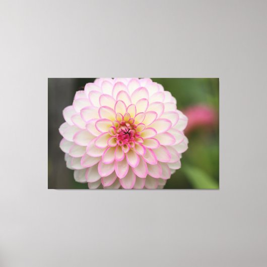 White Dahlia met roze velg ventilator Canvas Afdruk (Voorkant)