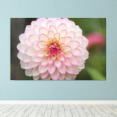 White Dahlia met roze velg ventilator Canvas Afdruk (Insitu (Houten vloer))