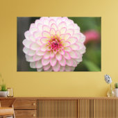 White Dahlia met roze velg ventilator Canvas Afdruk (Insitu (Woonkamer))