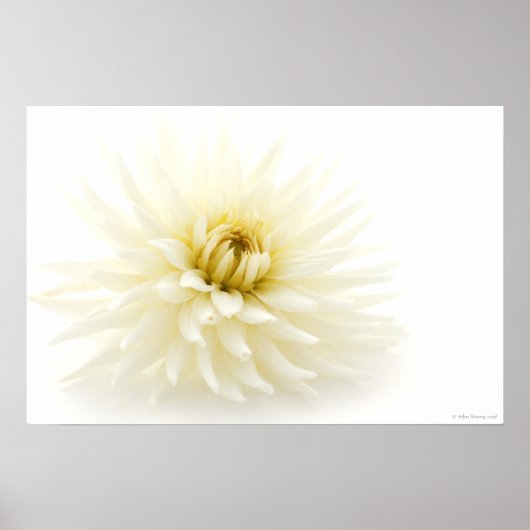White Dahlia Poster (Voorkant)