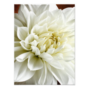 White Dahlia Sepia Dahlia Closeup Flower Sjabloon Foto Afdruk