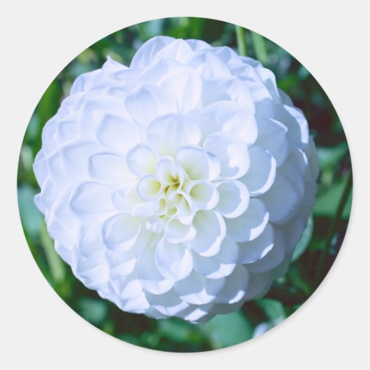 White Dahlia Sticker (Voorkant)