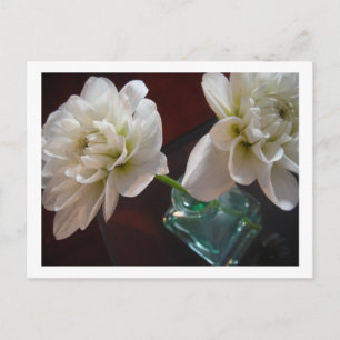 White Dahlias Briefkaart
