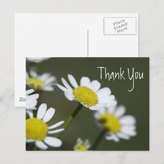 White Daisies Bedankt Briefkaart (Voorkant / Achterkant)