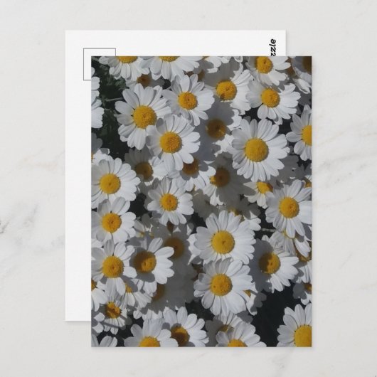White Daisies Briefkaart (Voorkant / Achterkant)
