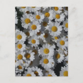 White Daisies Briefkaart (Voorkant)
