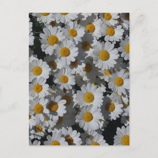 White Daisies Briefkaart (Voorkant)