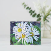 White Daisies Briefkaart (Staand voorkant)