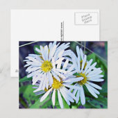 White Daisies Briefkaart (Voorkant / Achterkant)