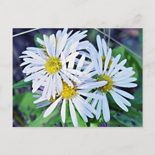 White Daisies Briefkaart (Voorkant)