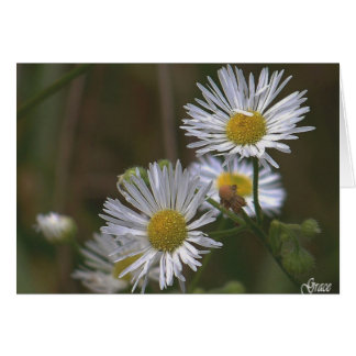 White Daisies Card