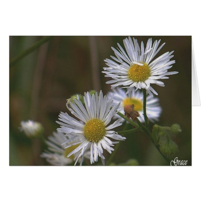 White Daisies Card (Voorkant Horizontaal)