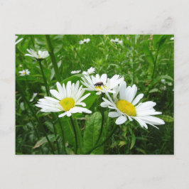 White Daisies DIY Briefkaart