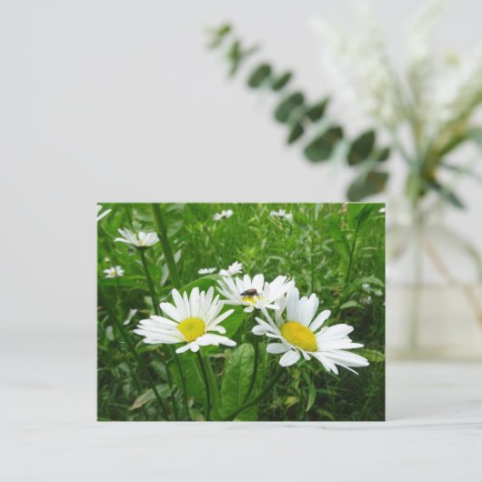 White Daisies DIY Briefkaart (Staand voorkant)