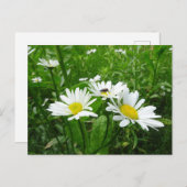 White Daisies DIY Briefkaart (Voorkant / Achterkant)