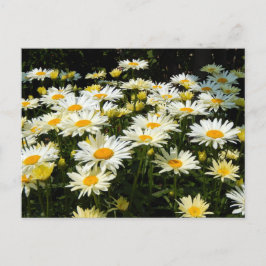  White Daisies Garden Floral Foto Briefkaart