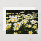  White Daisies Garden Floral Foto Briefkaart (Voorkant / Achterkant)
