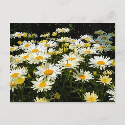  White Daisies Garden Floral Foto Briefkaart (Voorkant)