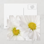 White Daisies - Gepersonaliseerd Daisy Flower Sjab Briefkaart (Voorkant / Achterkant)