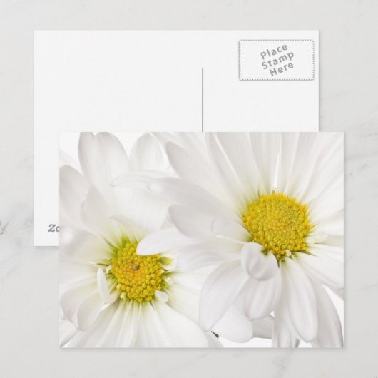 White Daisies - Gepersonaliseerd Daisy Flower Sjab Briefkaart (Voorkant / Achterkant)