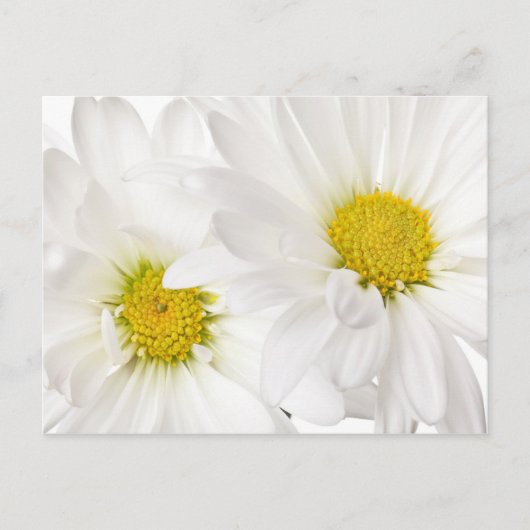 White Daisies - Gepersonaliseerd Daisy Flower Sjab Briefkaart (Voorkant)