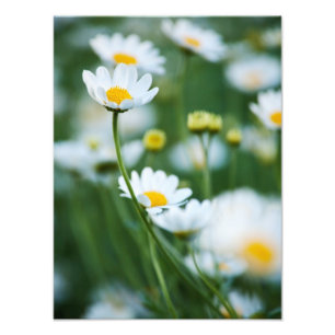 White Daisies in a Field - Gepersonaliseerd Daisy Foto Afdruk
