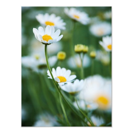 White Daisies in a Field - Gepersonaliseerd Daisy Foto Afdruk (Voorkant)