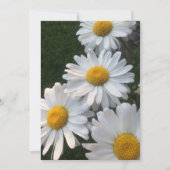 White Daisies Kaart (Voorkant)