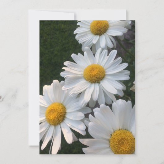 White Daisies Kaart (Voorkant)