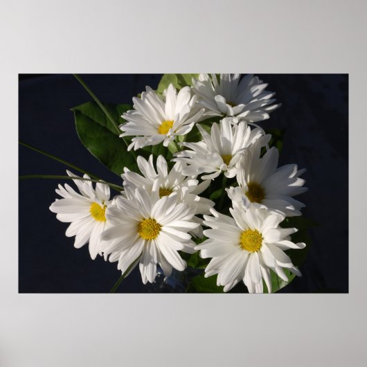 White Daisies Poster (Voorkant)