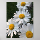 White Daisies Poster (Voorkant)