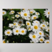 White Daisies Waterverf Poster (Voorkant)