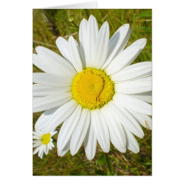 White Daisy (Voorkant)