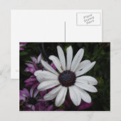 White Daisy Briefkaart (Voorkant / Achterkant)