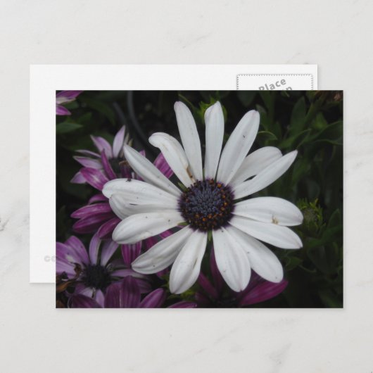 White Daisy Briefkaart (Voorkant / Achterkant)