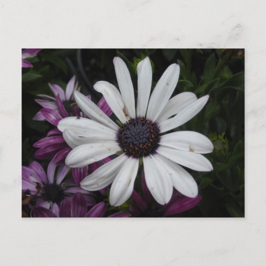 White Daisy Briefkaart (Voorkant)
