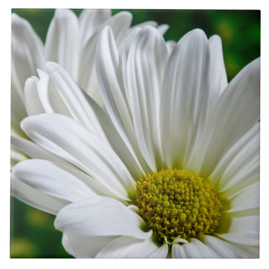 White Daisy Ceramic Tile Tegeltje (Voorkant)